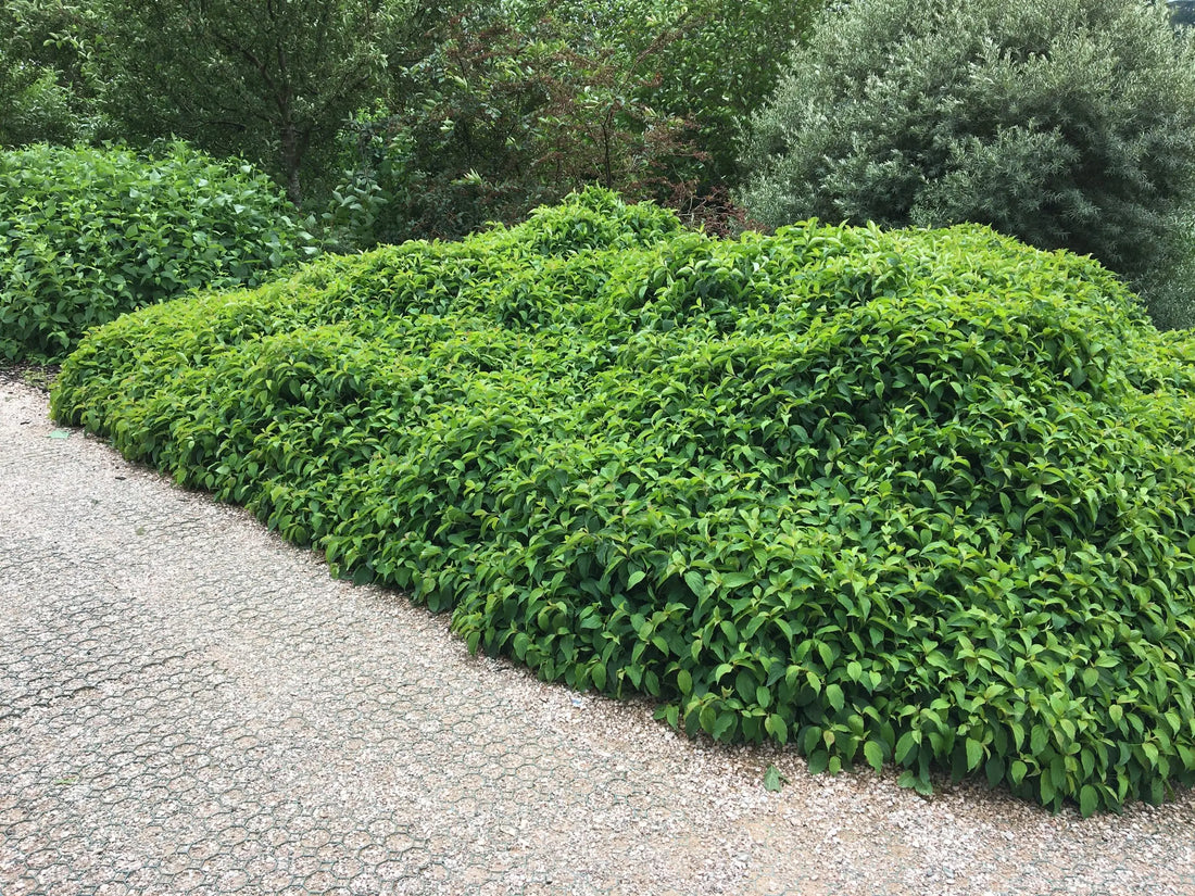 Sanger "Kelseyi" 0.20 - 0.45 m / Cornus sericea "Kelseyi"/ by gradina-noastra