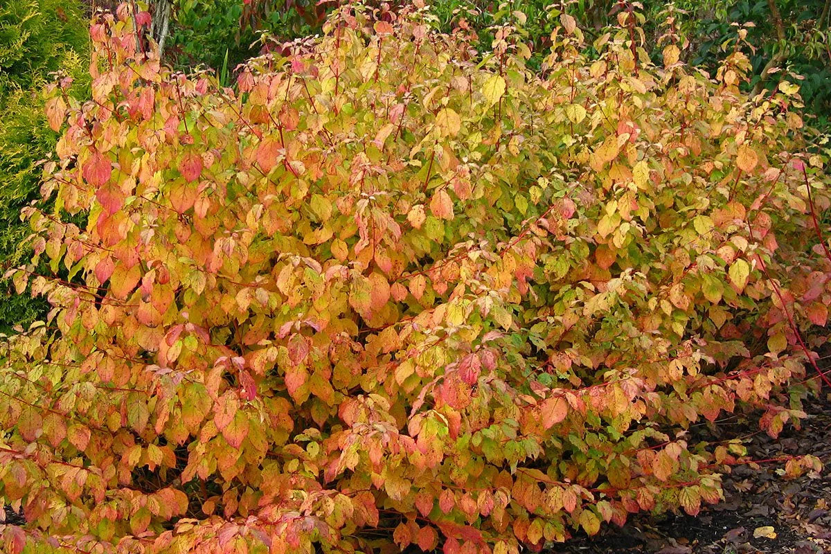 Sanger „Midwinter Fire”  / Cornus sanguinea „Midwinter Fire”/