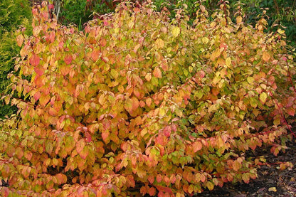 Sanger „Midwinter Fire”  / Cornus sanguinea „Midwinter Fire”/