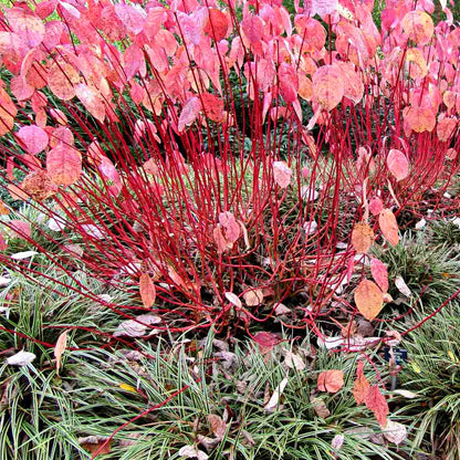 Sanger "Kelseyi" / Cornus sericea "Kelseyi"/