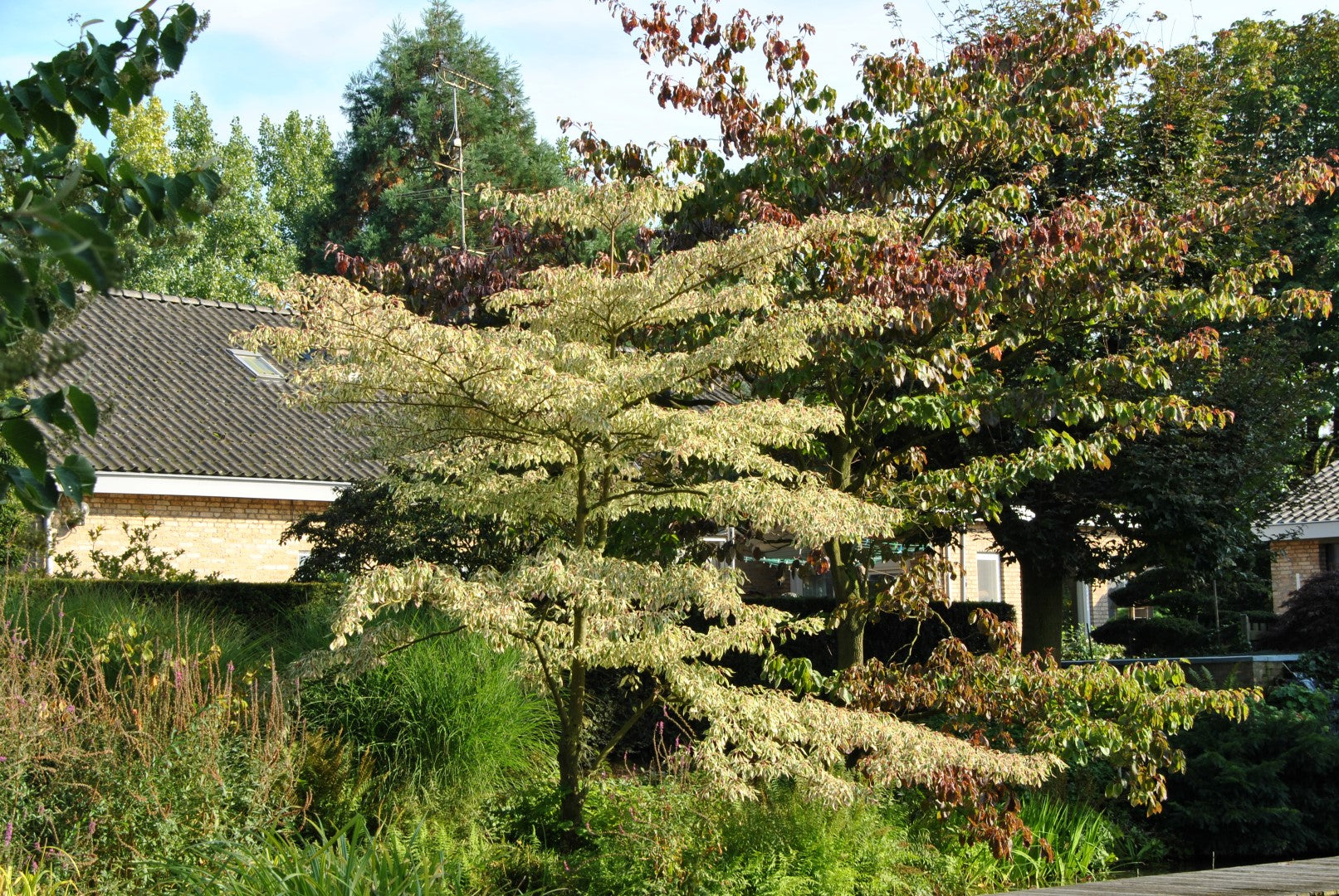 Corn alb "Variegata" 1.00 - 1.20 m /Cornus controversa "Variegata"/