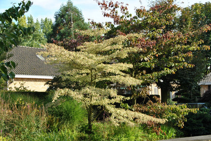 Corn alb "Variegata" 1.00 - 1.20 m /Cornus controversa "Variegata"/