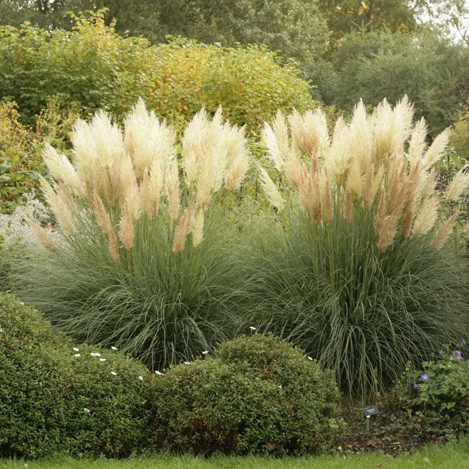 Iarba de pampas „Pumila”  /Cortaderia sellona „Pumila”/