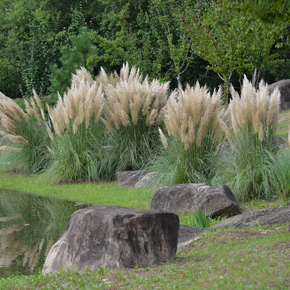 Iarba de pampas „Pumila”  /Cortaderia sellona „Pumila”/