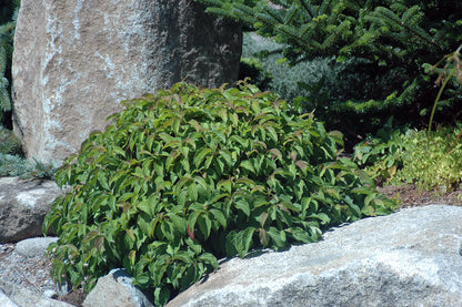 Sanger "Kelseyi" / Cornus sericea "Kelseyi"/