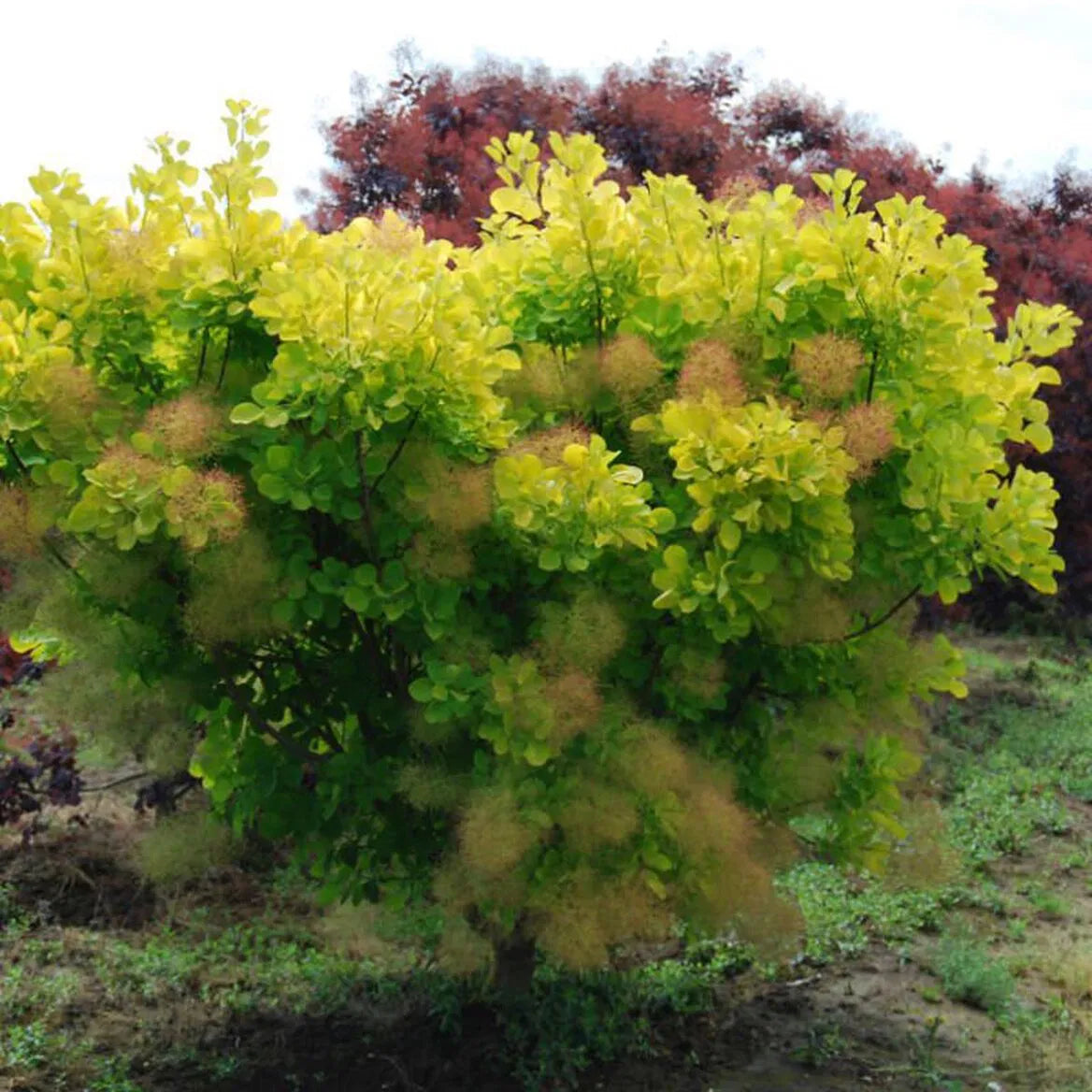 Scumpie „Golden Spirit” / Cotinus coggygria „Golden Spirit” /