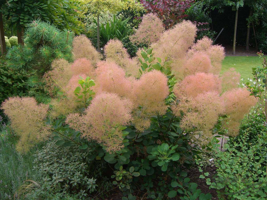 Scumpie &quot;Dusky Maiden&quot;/Golden Spirit / Young Lady&quot; / Cotinus coggygria Dusky Maiden&quot;/Golden Spirit / Young Lady /