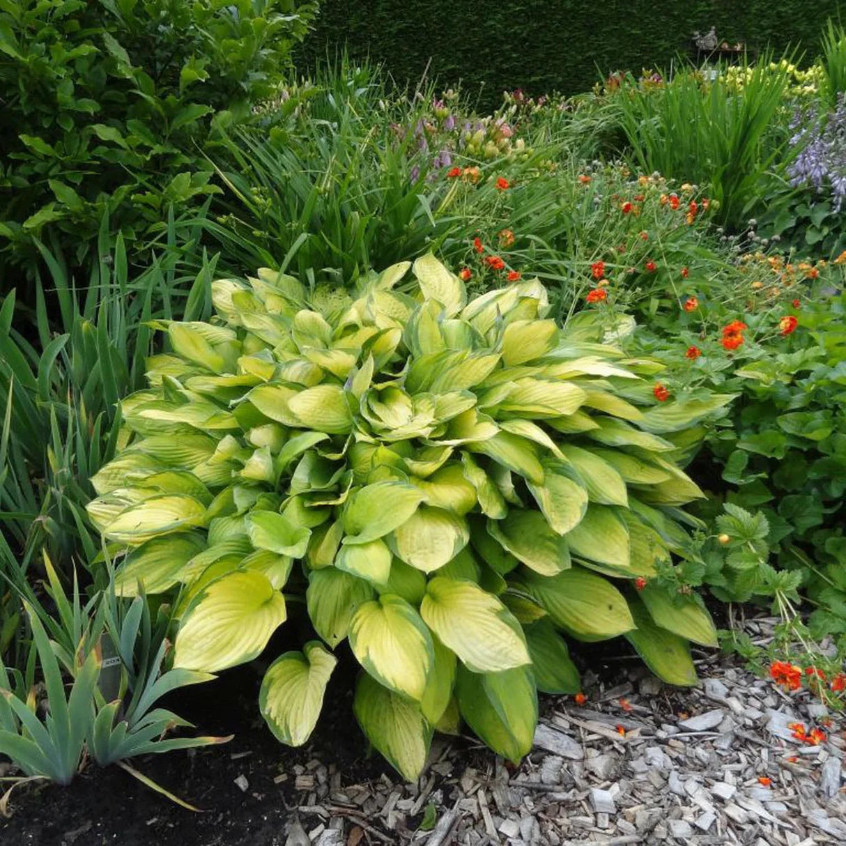 Crin de toamna "Gold Standard" / Hosta "Gold Standard" - Gradina Noastra