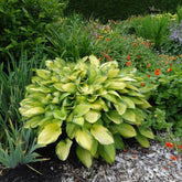 Crin de toamna "Gold Standard" / Hosta "Gold Standard" - Gradina Noastra