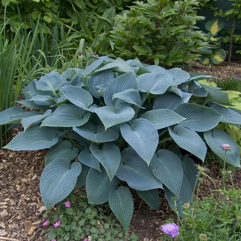 Crin de toamna "Halcyon" / Hosta "Halcyon" - Gradina Noastra