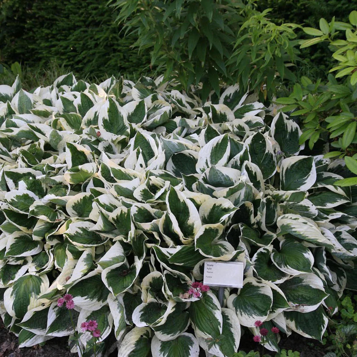 Hosta "Patriot" - Gradina Noastra