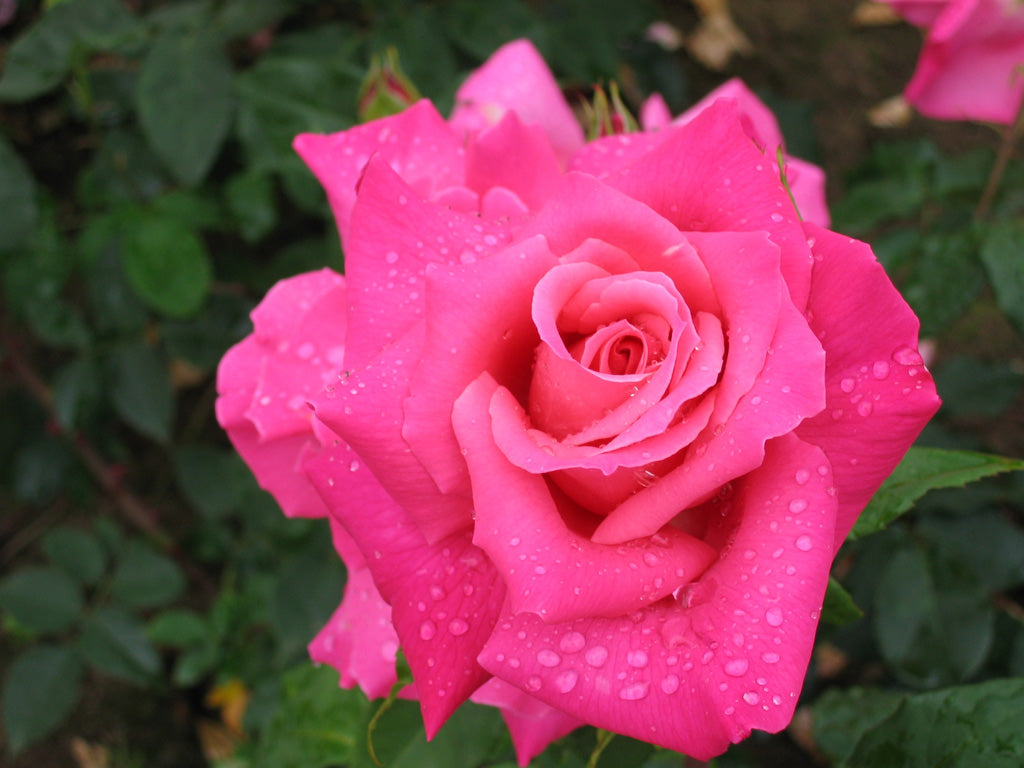 Trandafir teahibrid "Criterion" – / Rosa HT "Criterion"/
