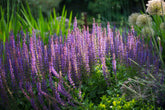 Salvia nemorosa &