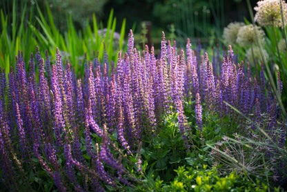 Salvia nemorosa &