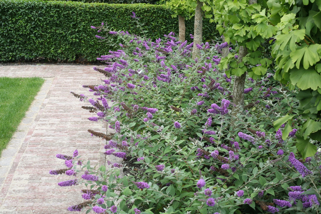 Liliac de vara "Blue Chip Jr." / Buddleja davidii "Blue Chip Jr."/