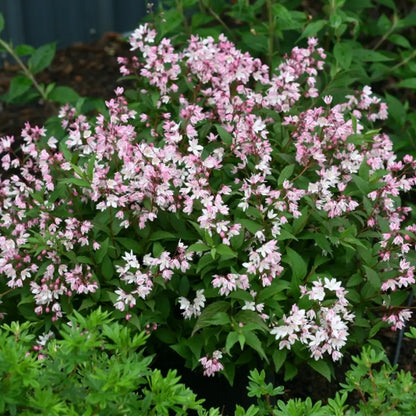 Deutzia × ‘Yuki Cherry Blossom®’