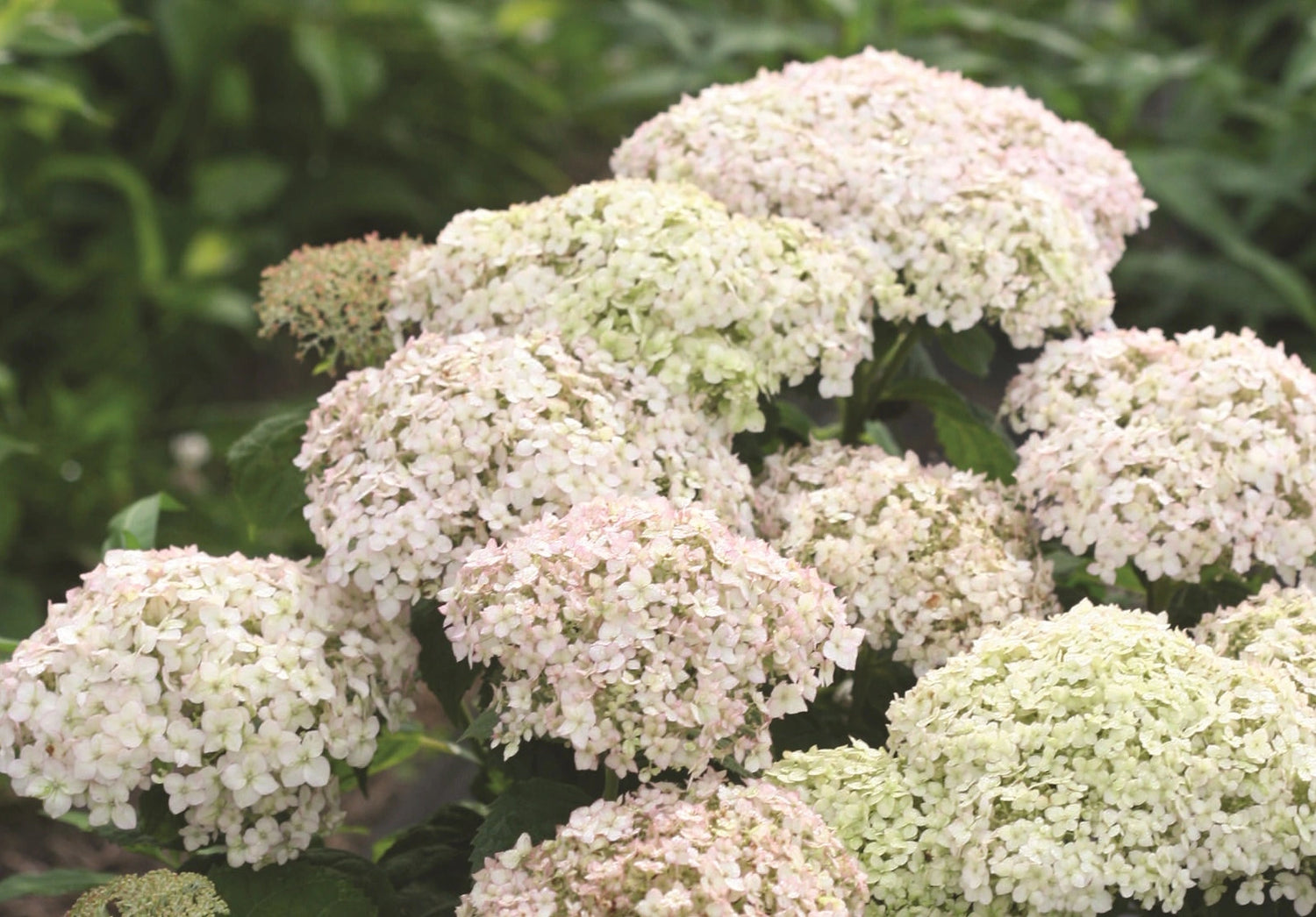 Hortensia " Bellaragazza Blanchetta" / Hydrangea arborescens "Bellaragazza Blanchetta"/