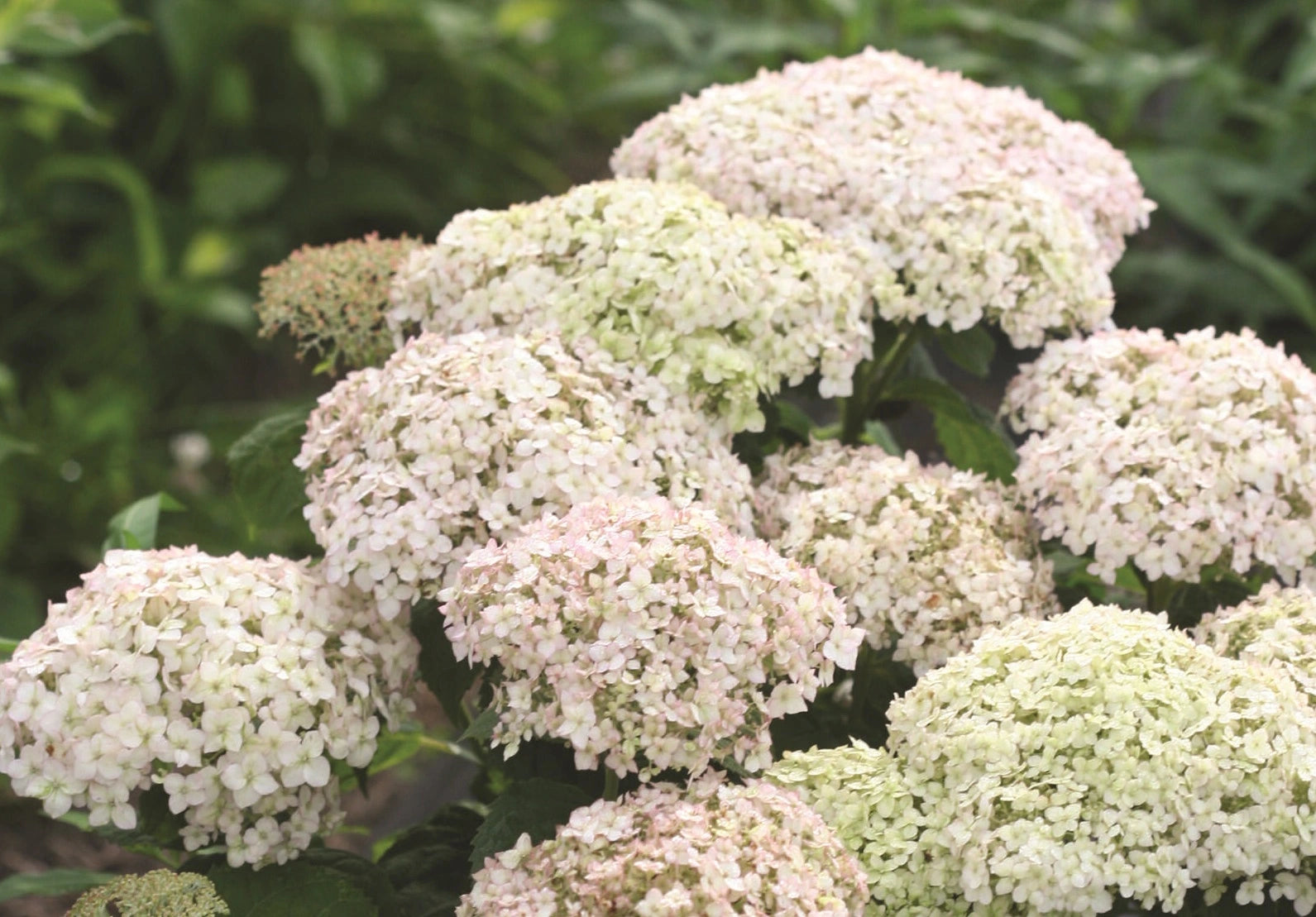 Hortensia " Bellaragazza Blanchetta" / Hydrangea arborescens "Bellaragazza Blanchetta"/