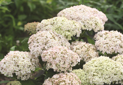 Hortensia " Bellaragazza Blanchetta" / Hydrangea arborescens "Bellaragazza Blanchetta"/