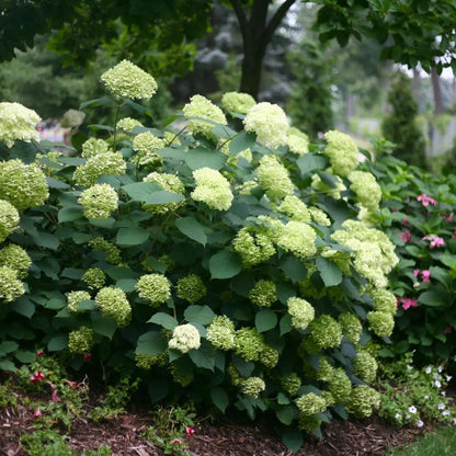 Hortensia &quot;Lime Rickey&quot; 0.20 - 0.30 m / Hydrangea arborescens &quot;Lime Rickey&quot;/