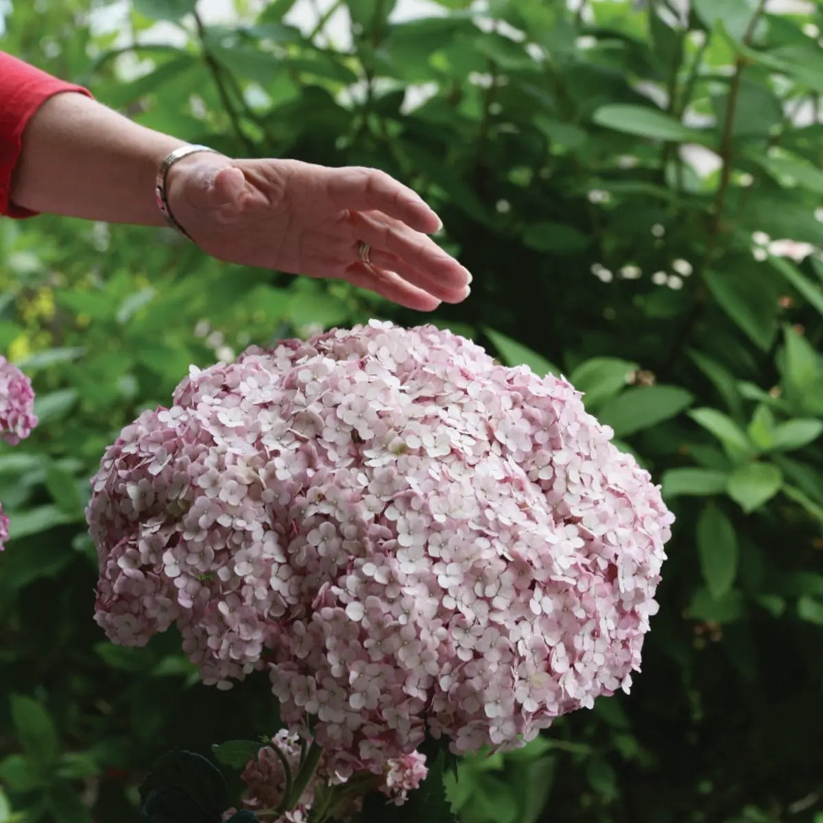 Hortensia "Sweet Annabelle" / Hydrangea arborescens "Sweet Annabelle"/