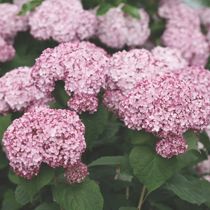 Hortensia "Sweet Annabelle" / Hydrangea arborescens "Sweet Annabelle"/