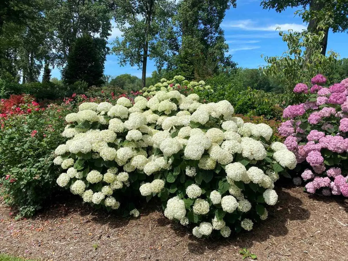 Hortensia " Incrediball Storm Proof" / Hydrangea arborescens "Incrediball Storm Proof"/