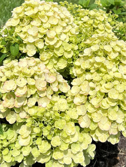 Hortensia paniculata "Tiny Quick Fire" / Hydrangea paniculata "Tiny Quick Fire" /