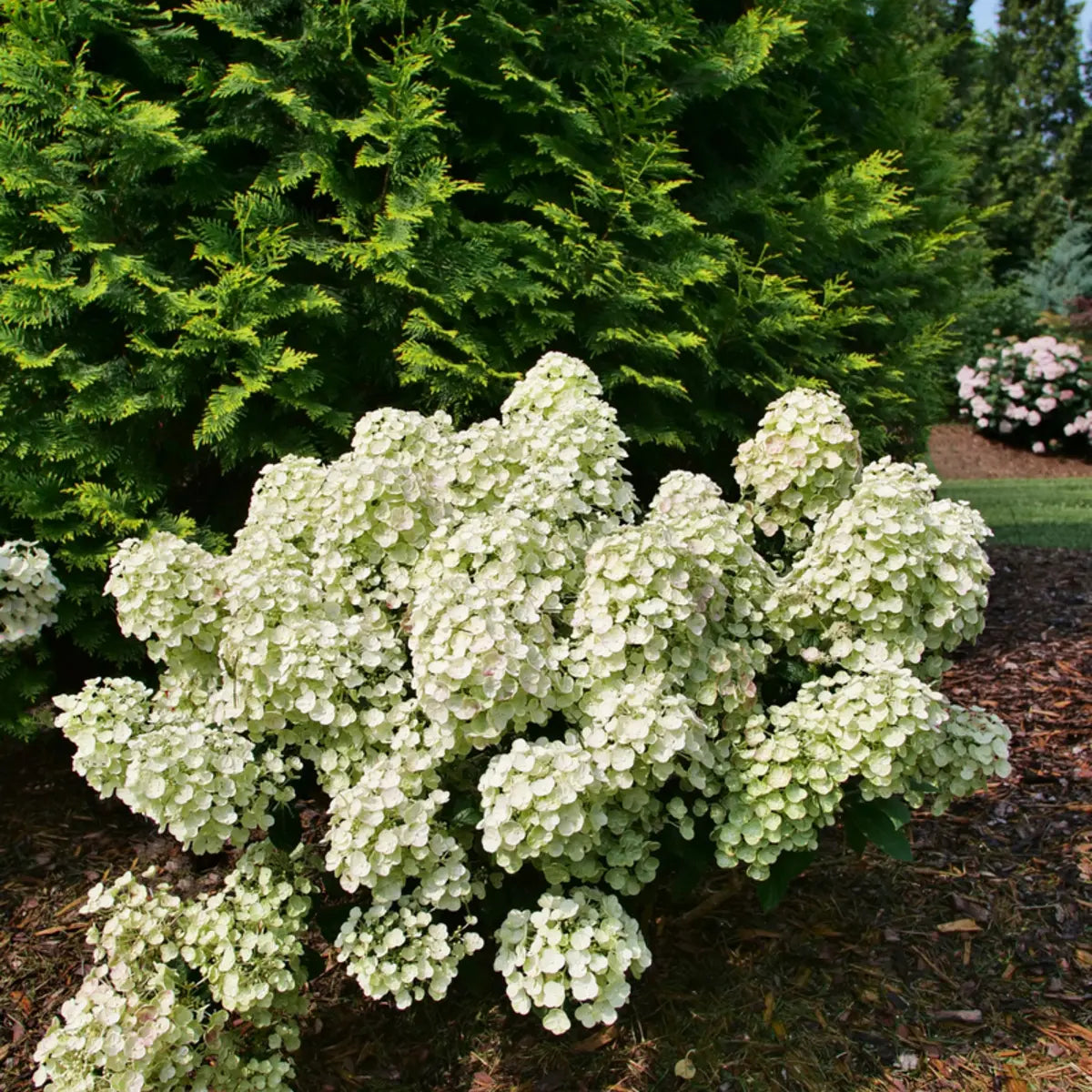 Hortensia paniculata "Tiny Quick Fire" / Hydrangea paniculata "Tiny Quick Fire" /