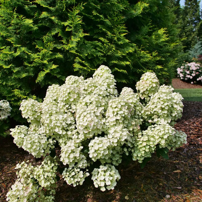 Hortensia paniculata "Tiny Quick Fire" / Hydrangea paniculata "Tiny Quick Fire" /