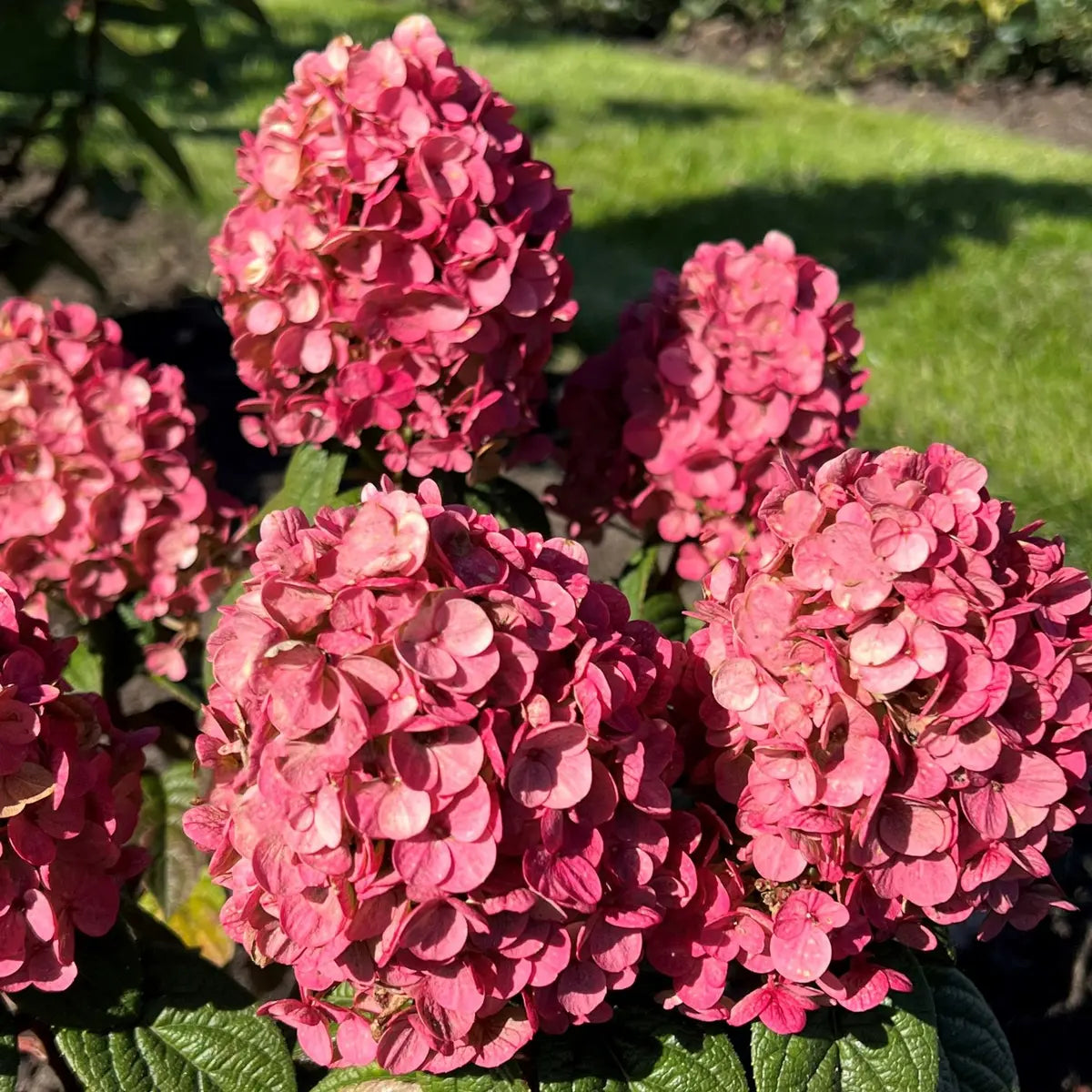 Hortensia paniculata "Tiny Quick Fire" / Hydrangea paniculata "Tiny Quick Fire" /