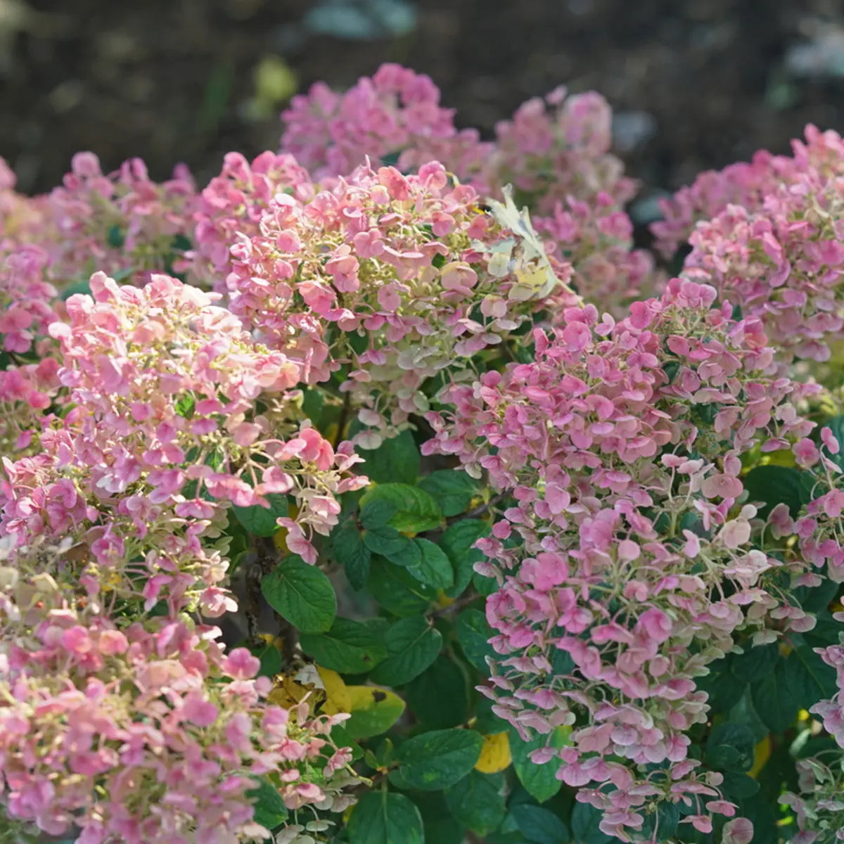 Hortensia paniculata "Tiny Quick Fire" / Hydrangea paniculata "Tiny Quick Fire" /