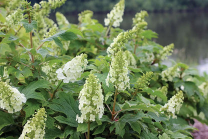Hortensia cu frunza de stejar "Gatsby Girl"/ Hydrangea quercifolia "Gatsby Girl"/