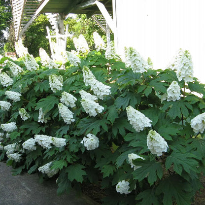 Hortensia cu frunza de stejar "Gatsby Girl"/ Hydrangea quercifolia "Gatsby Girl"/
