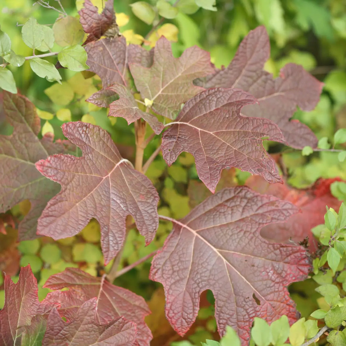 Hortensia cu frunza de stejar "Gatsby Girl"/ Hydrangea quercifolia "Gatsby Girl"/