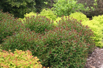 Spiraea japonica &