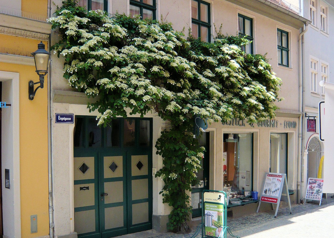 Hortensia cățărătoare / Hydrangea petiolaris /