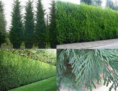 Chiparos Leylandii (Cupressocyparis leylandii): conifer cu port compact, formă conică, ramuri dense.