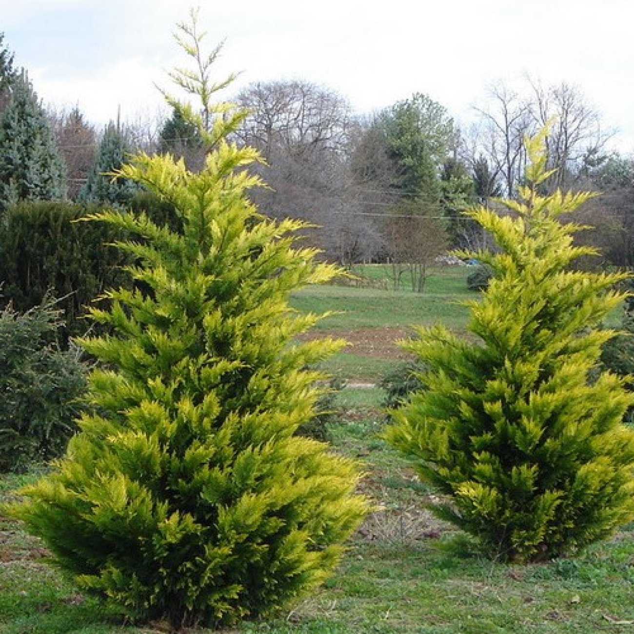 Chiparos leylandii "Gold Rider " / Cupressocyparis leylandii "Gold Rider "/