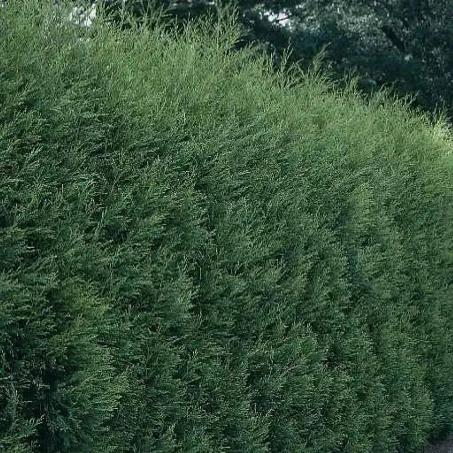 Chiparos leylandii "Blue Jeans"/ x Cupressocyparis leylandii "Blue Jeans"/