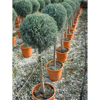 Chiparos de Arizona fastigiat pomisor  / Cupressus arizonica ‘Fastigiata’ /