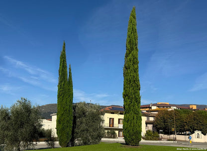 Chiparos de Italia / Cupressus sempervirens "Pyramidalis" /