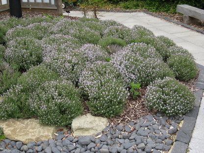 Cimbru comun pitic / Thymus vulgaris "Compactus"/