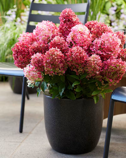 Hortensia paniculata Living Creation Mix/Buc / Hydrangea paniculata Living Creation Mix/