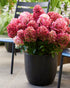 Hortensia paniculata Living Creation Mix/Buc / Hydrangea paniculata Living Creation Mix/ - Gradina Noastra