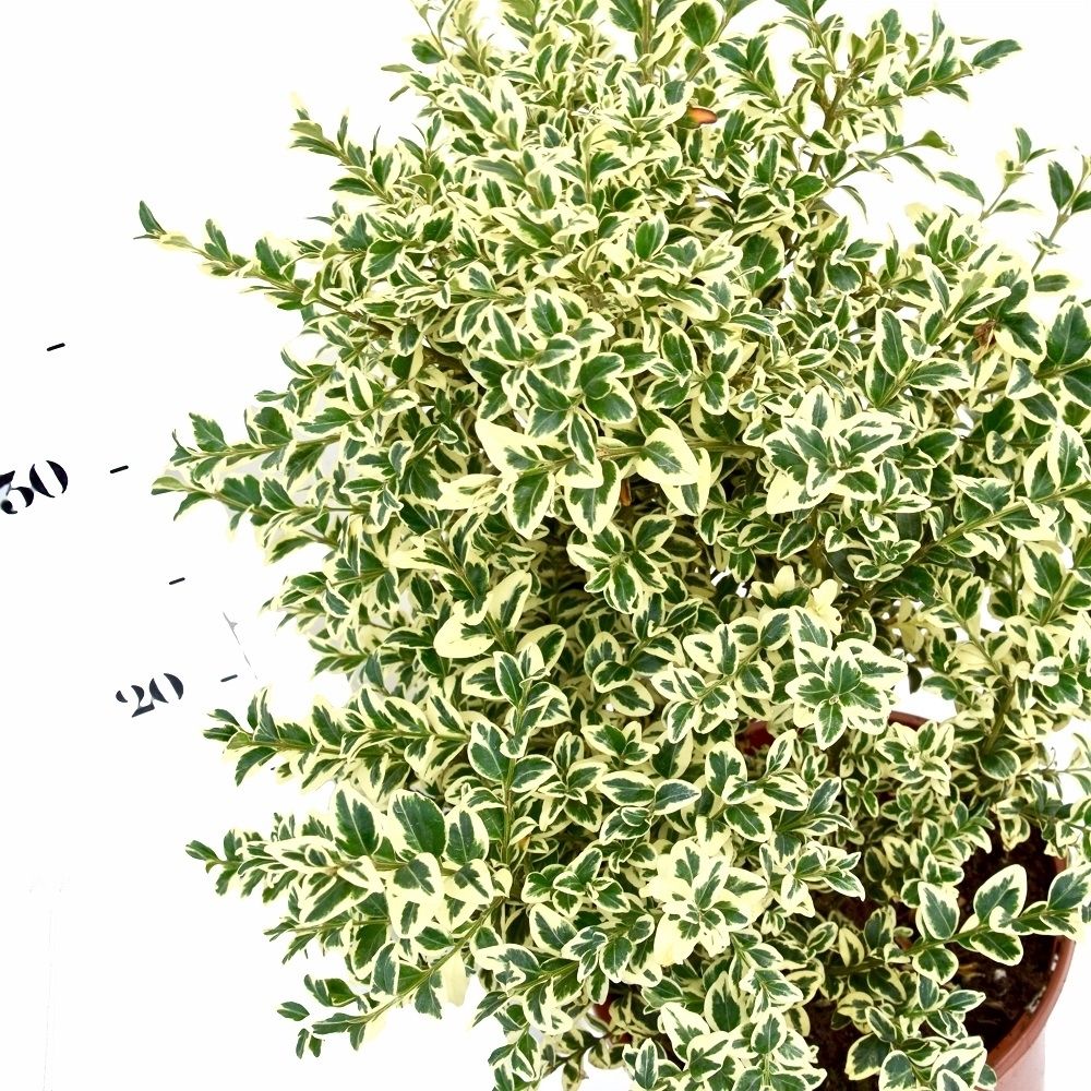 Buxus auriu piramida 0.50- 0.60 m / Buxus sempervirens „Elegans”/