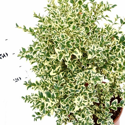 Buxus auriu piramida 0.50- 0.60 m / Buxus sempervirens „Elegans”/