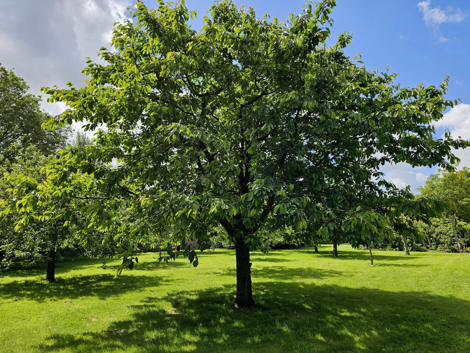 Cires "Regina" / Prunus avium "Regina" / - Gradina Noastra