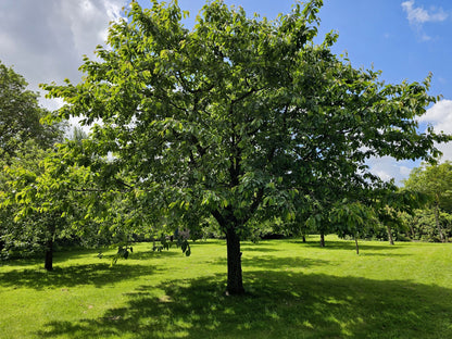 Cires "Regina" / Prunus avium "Regina" / - Gradina Noastra