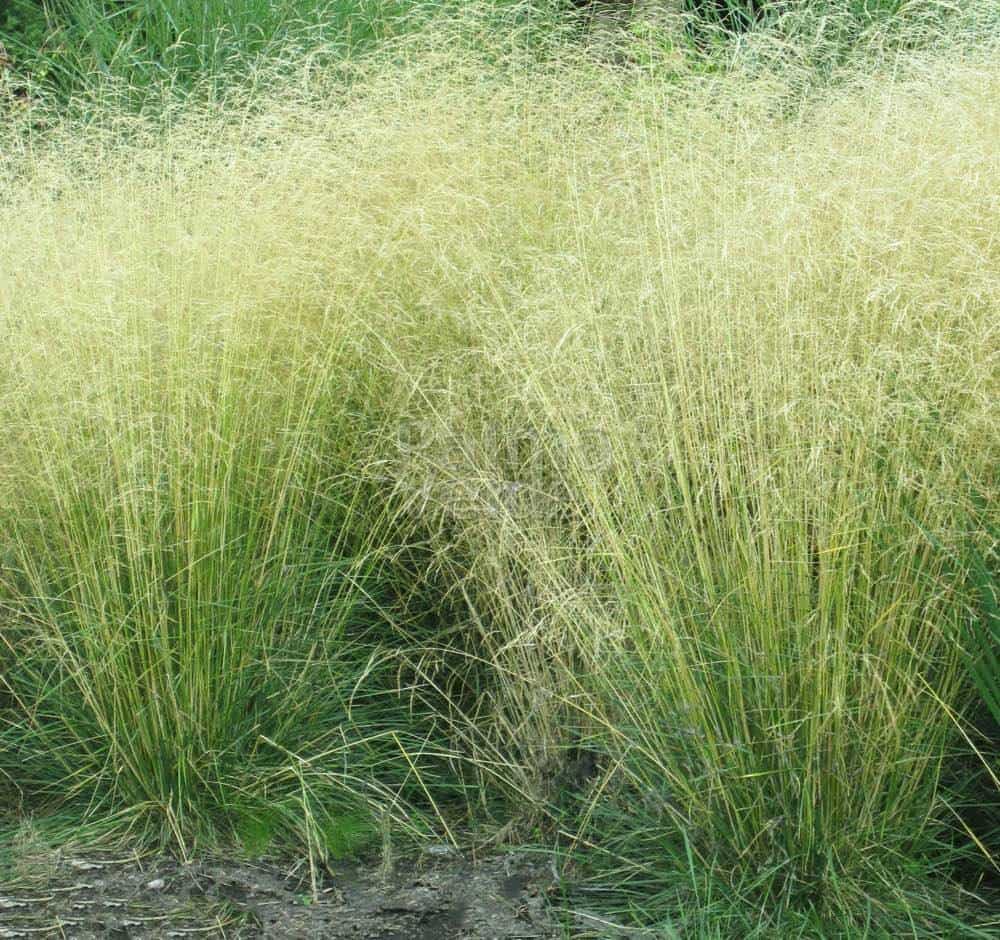 Deschampsia cespitosa "Goldtau" 0.10 - 0.20 m by gradina-noastra